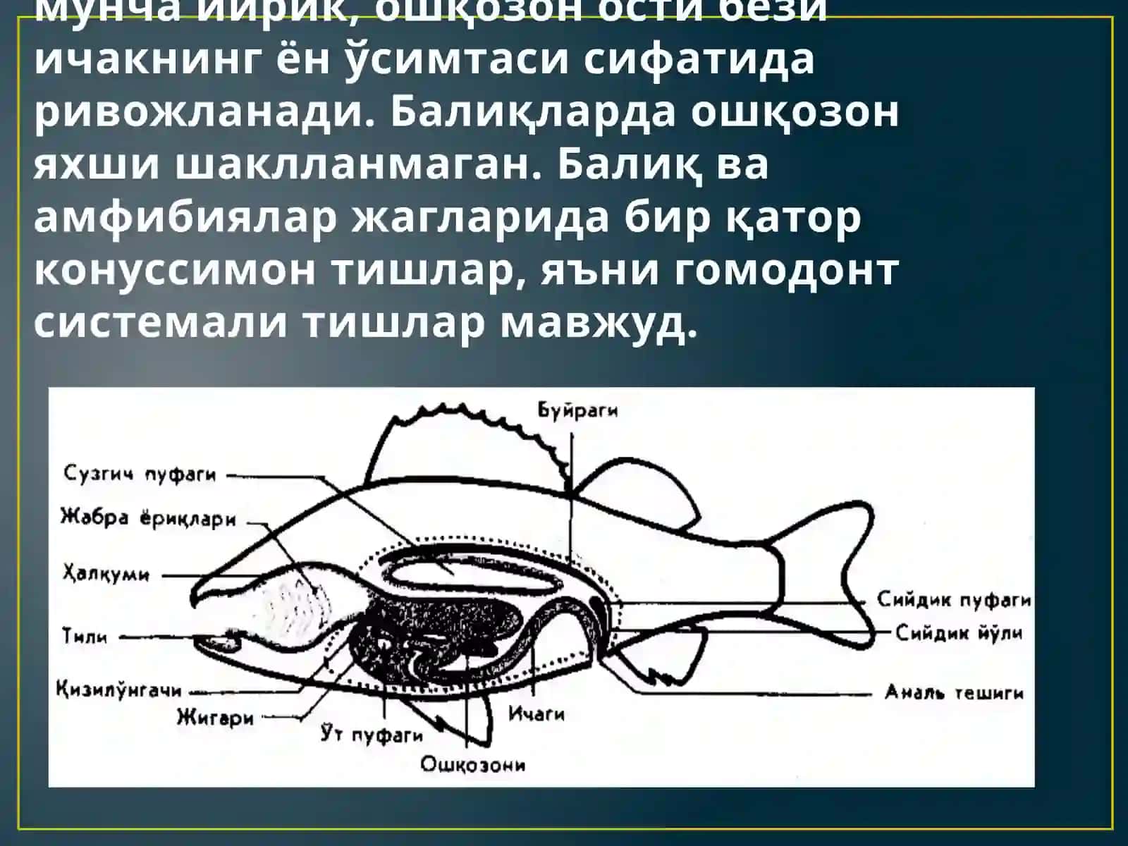 Ҳазм системаси онтогенези 3