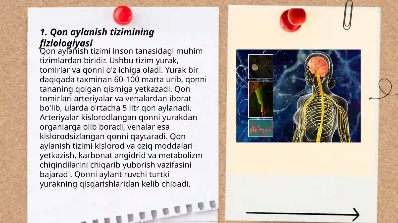 Qon aylanishining boshqarilishi 3