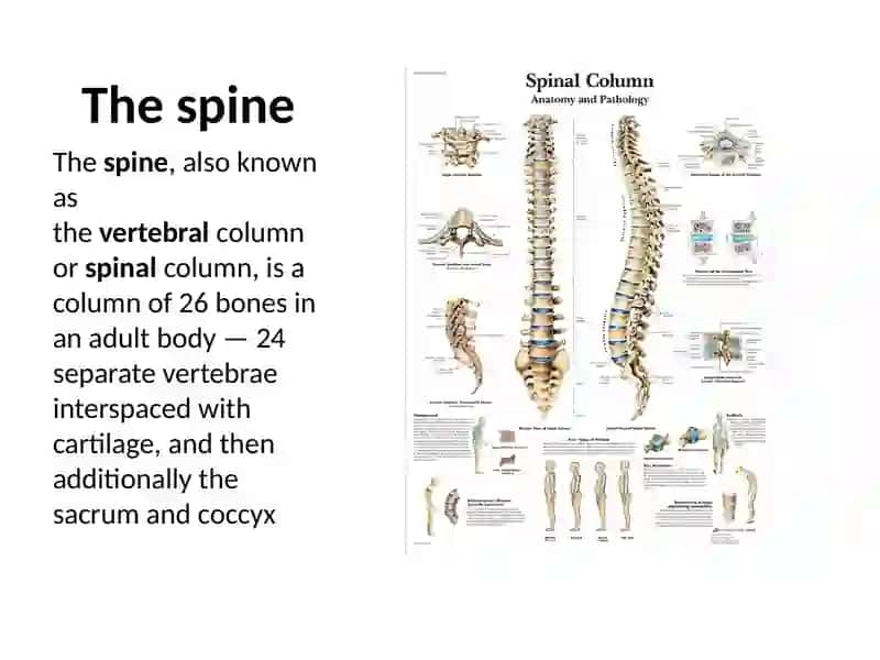 Skeleton System 3