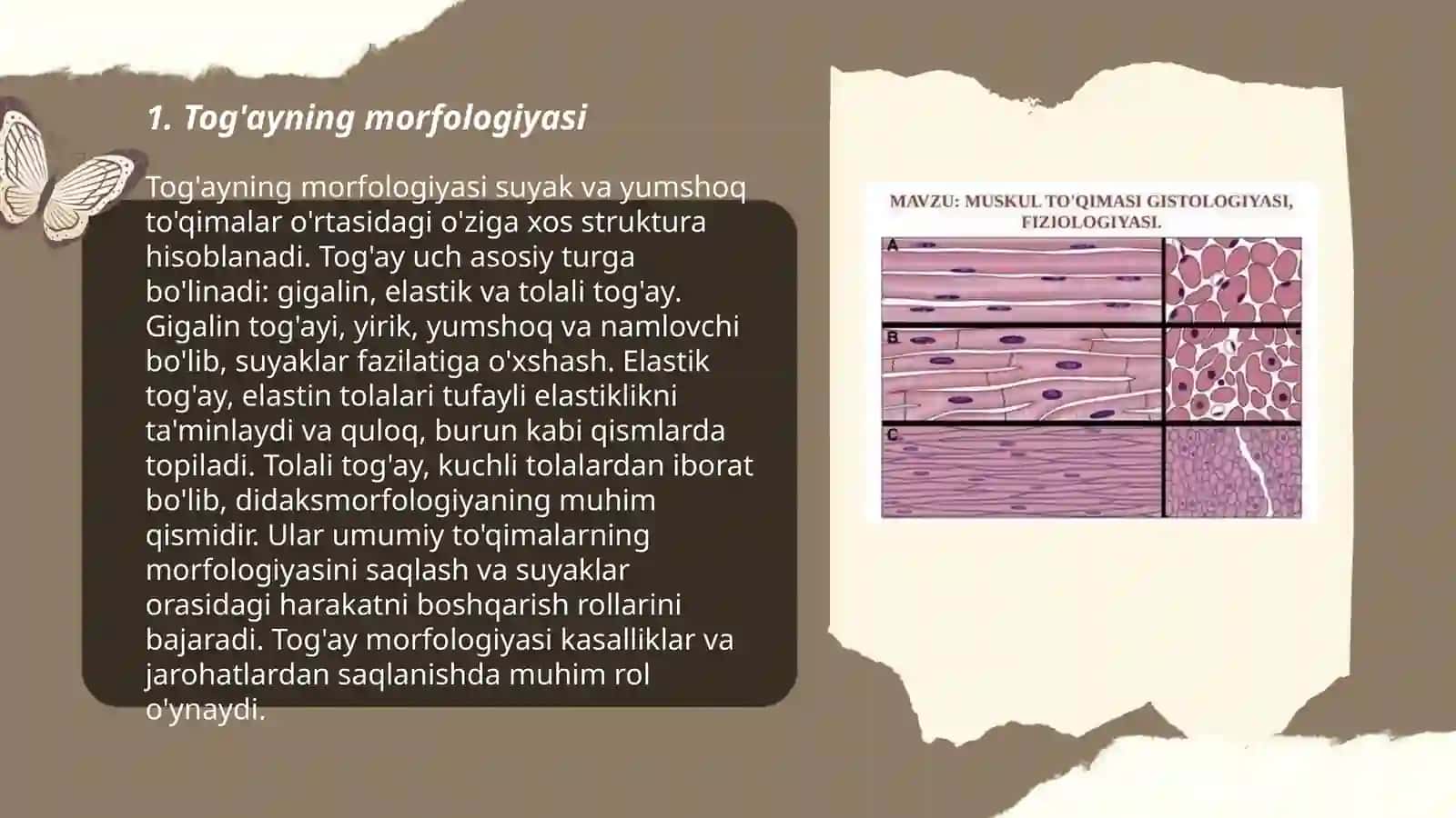 Tog'ayning morfologiyasi 3