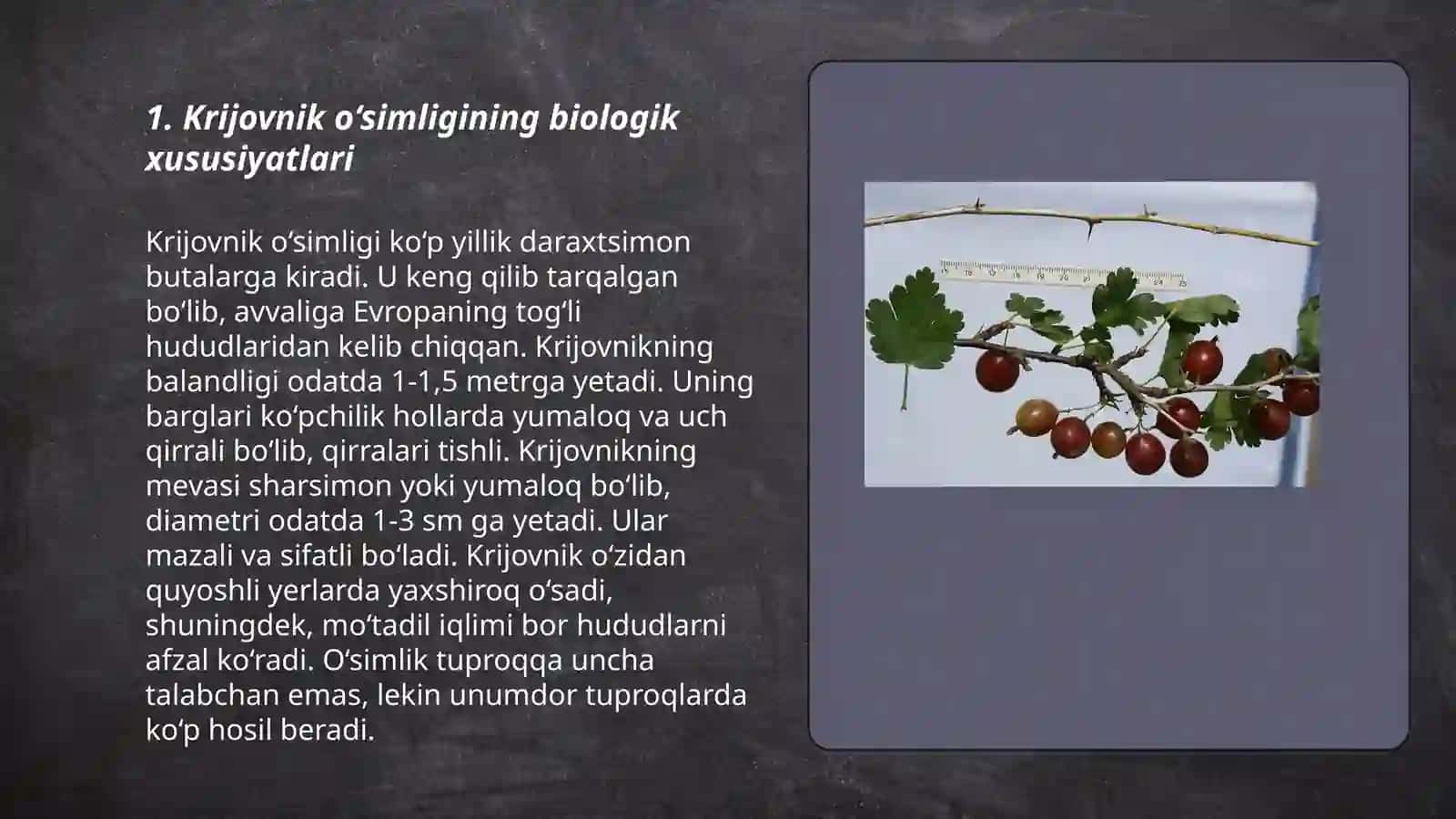 Krijovnik o‘simligi 3
