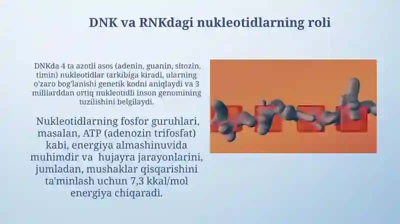 Nuklein kislotalar.Nukleozidlarning mono- va polifosfatlari 3
