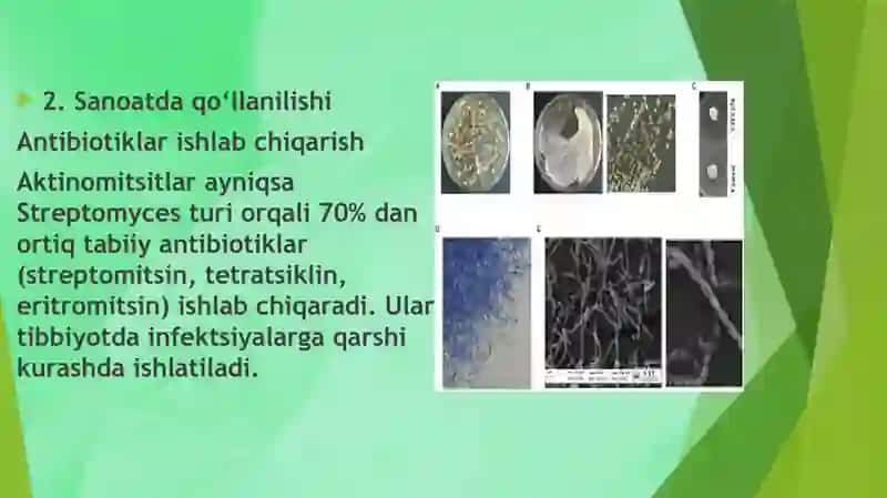 Aktinomitsitlarning sanoatda va qishloq xo’jaligida ahamiyati 3