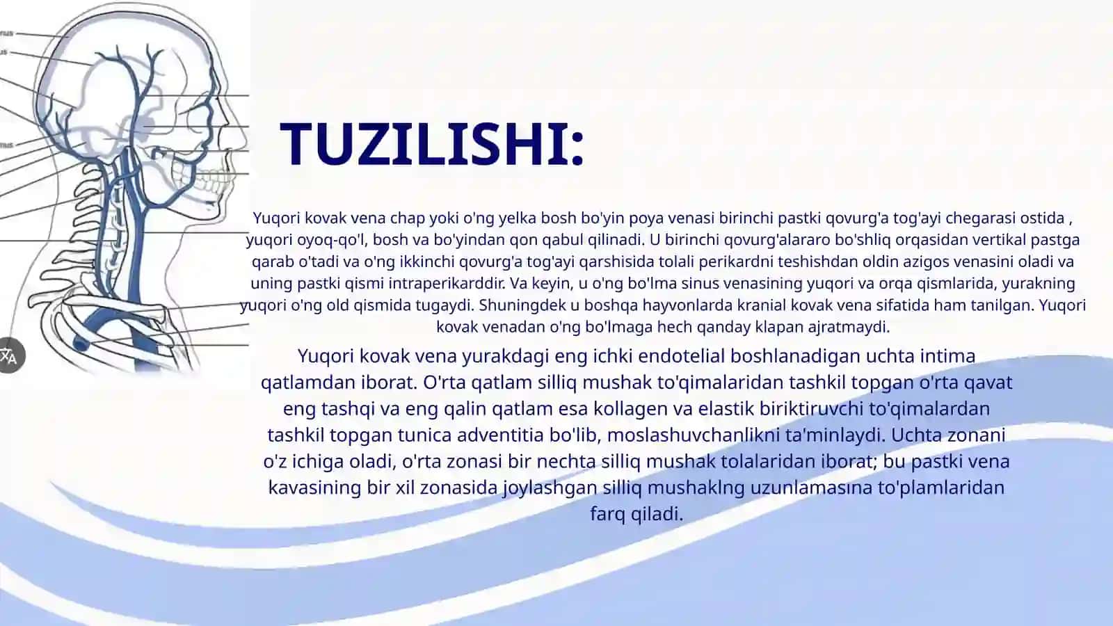 YUQORI KOVAK VENA TIZIMI 3