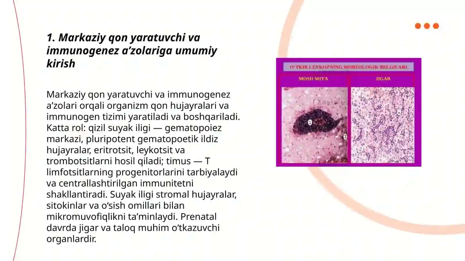 Qon yaratuvchi va immunogenez a’zolari 3