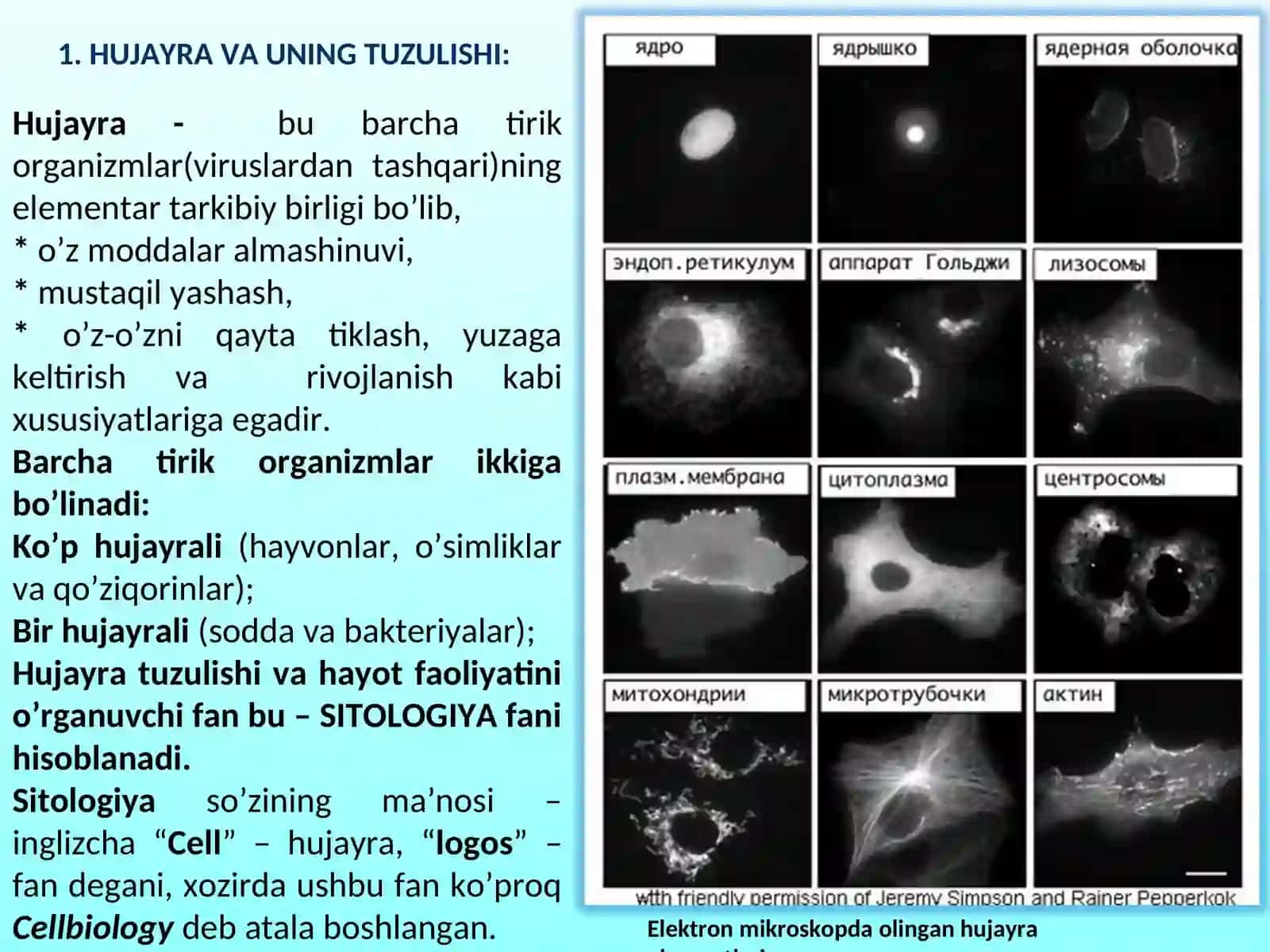 Hujayra va uning tuzulishi 3