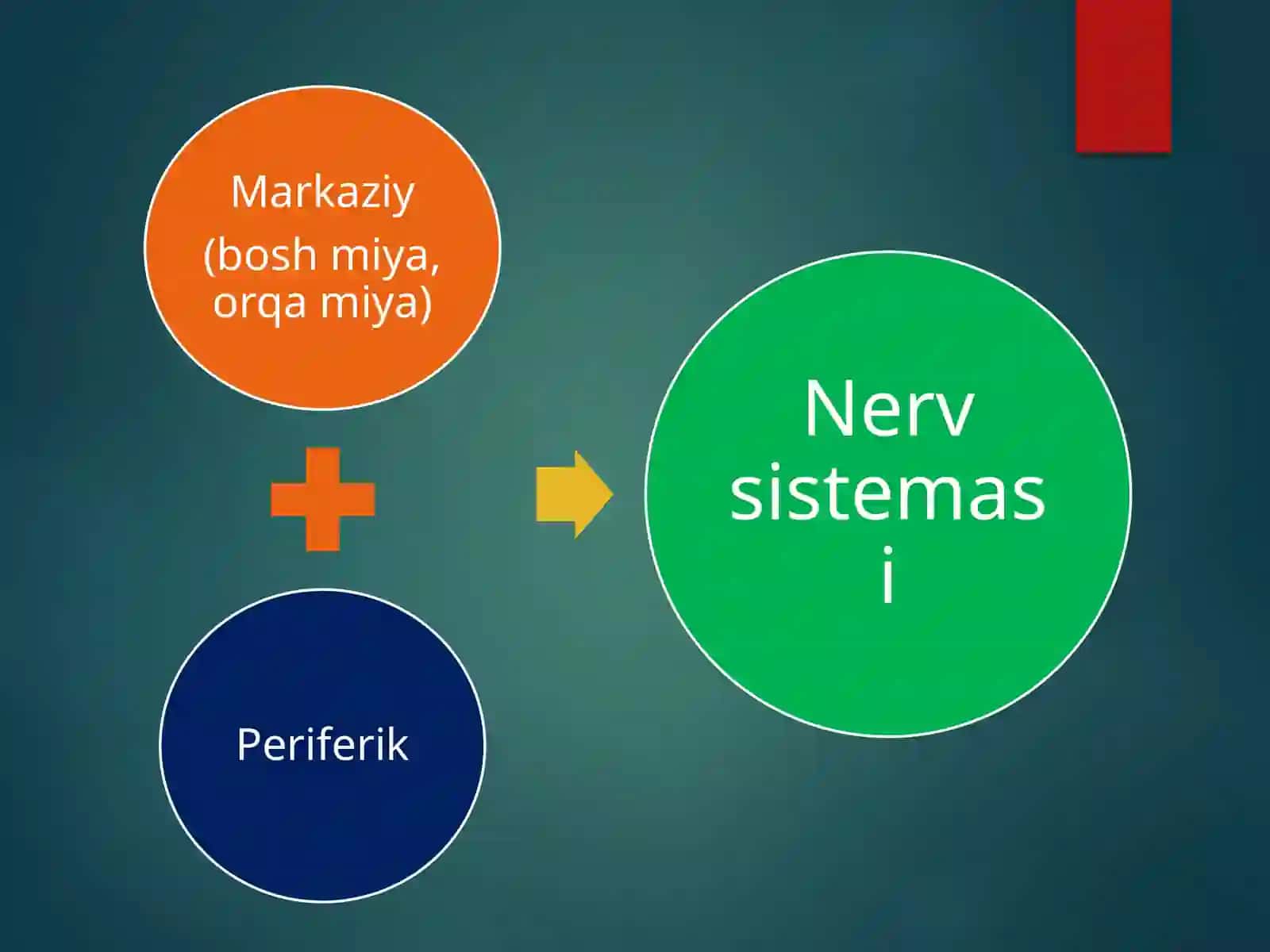 Nervsistemasiningfiziologiyasi 3