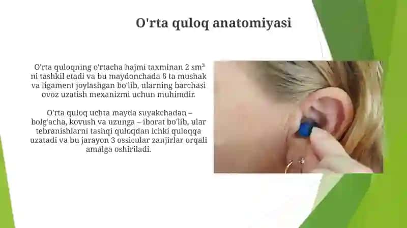 Tashqi va o'rta quloq anatomiyasi 3