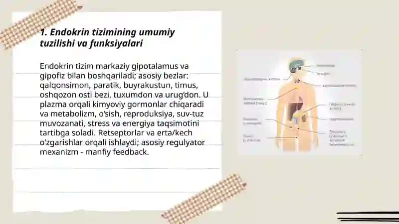 Endokrin tizimi 3