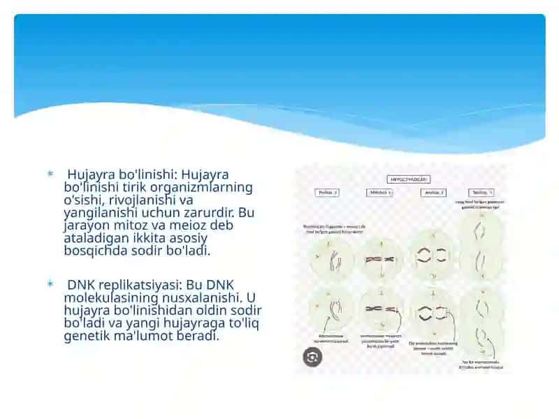 Biologik jarayonlar termodinamikasi 3