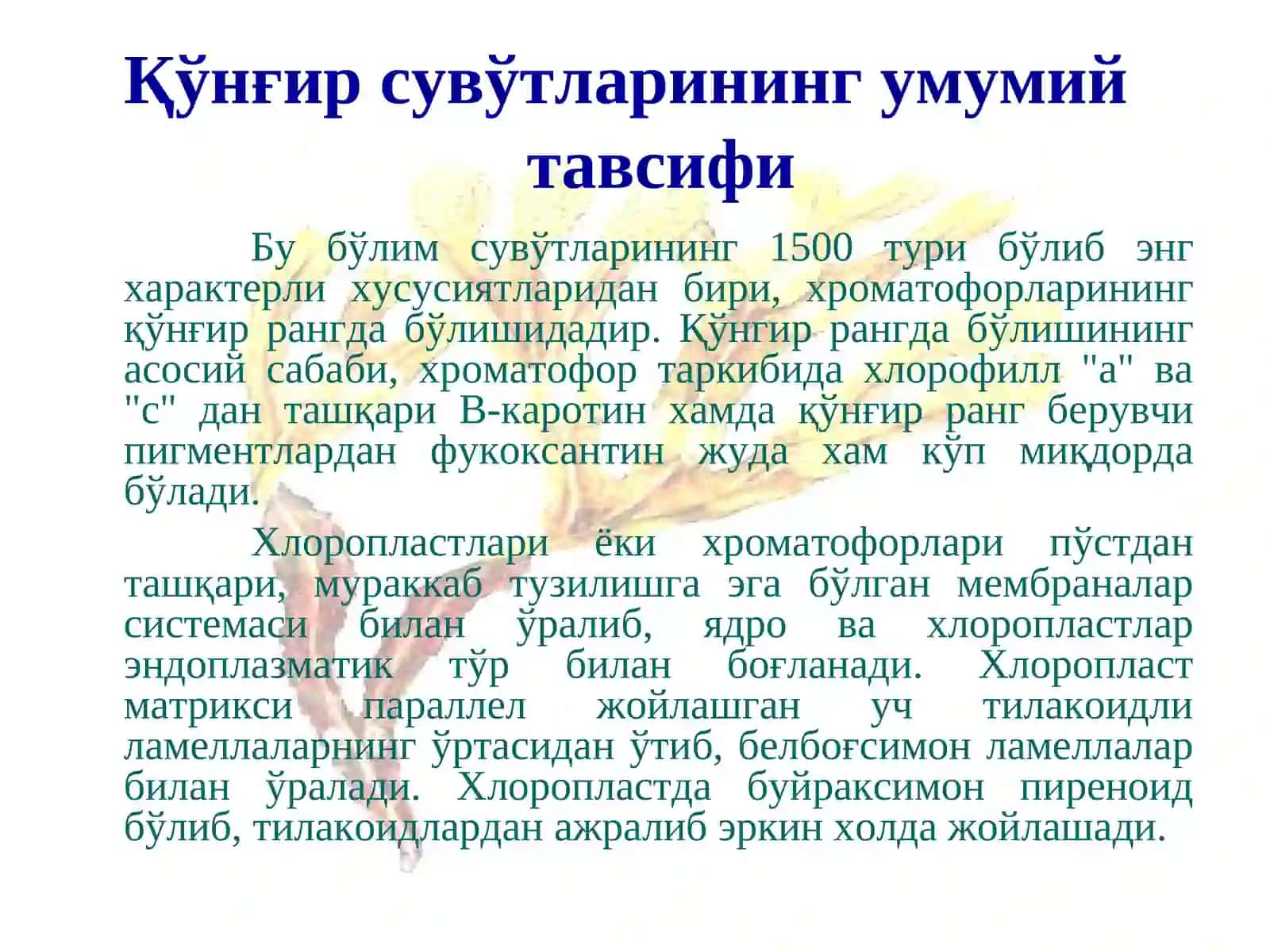 Қўнғирсувўтларибўлими-Phaeophyta 3