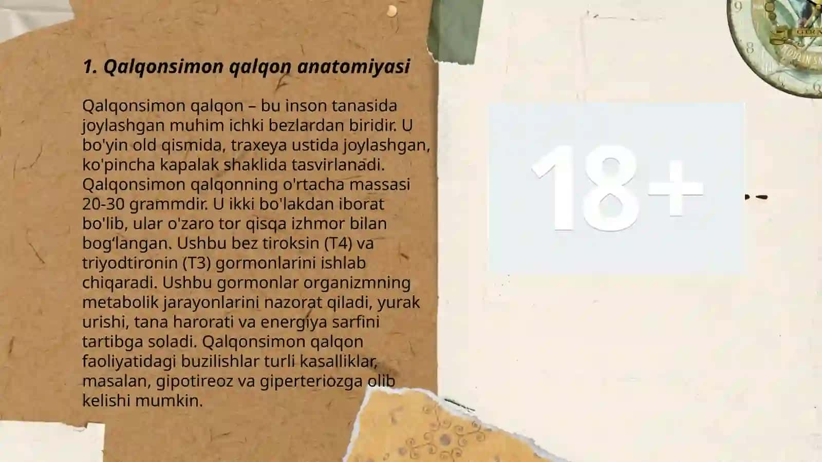 Qalqonsimon qalqon anatomiyasi 3