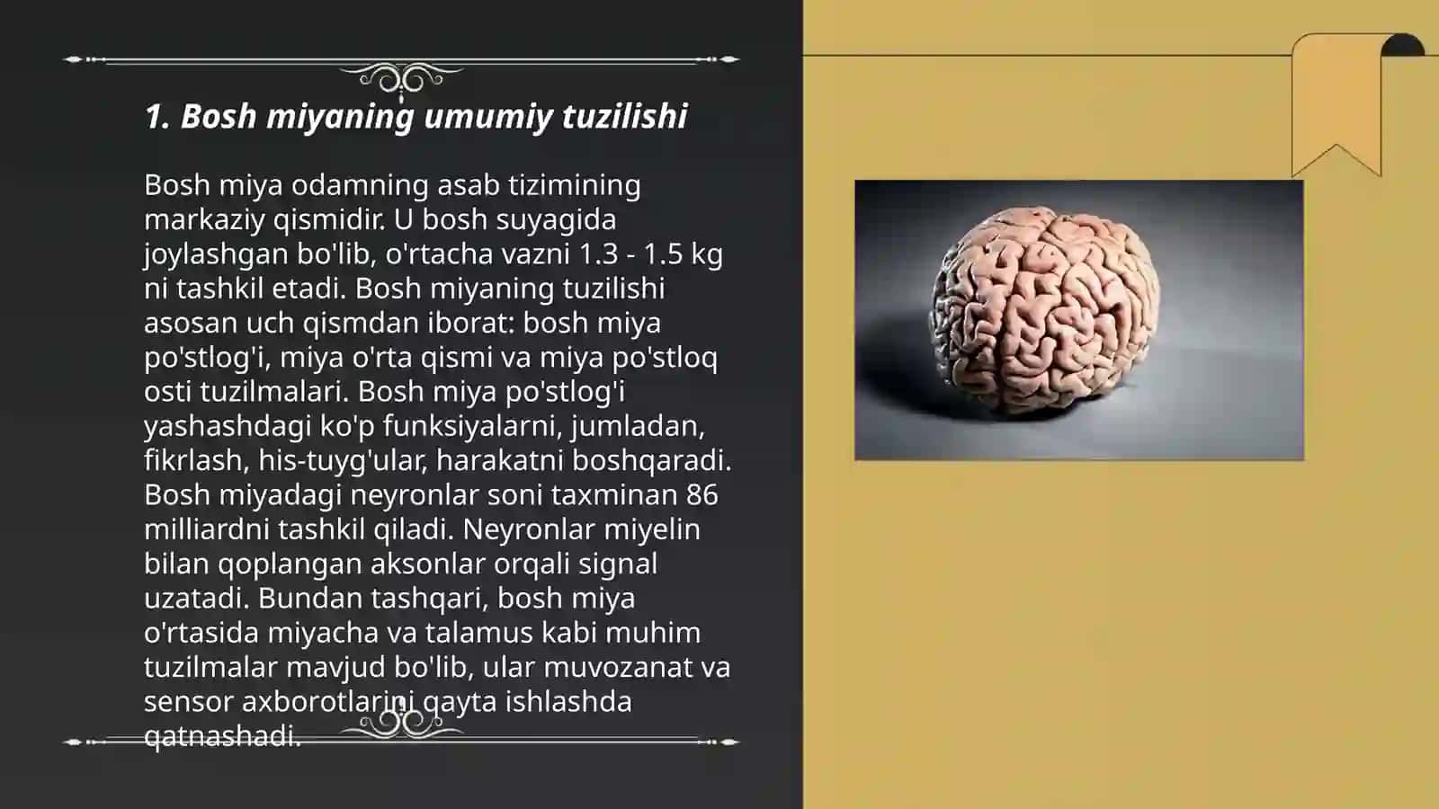 Bosh miyaning va bosh miya yarimsharlarining tuzilishi 3