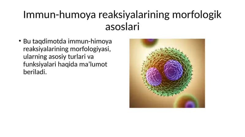Immun-humoya reaksiyalarining morfologik asoslari 3