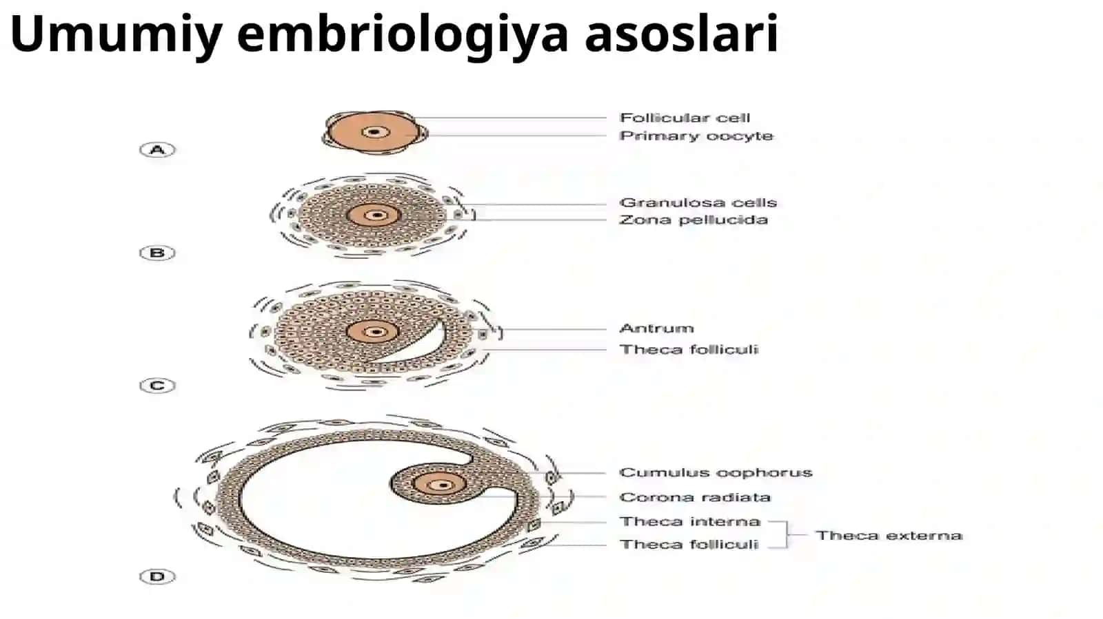 Umumiy embriologiya asoslari 3