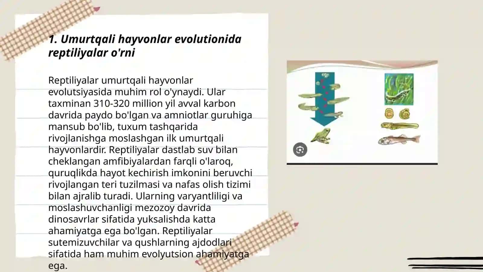 Reptiliyalarning individual rivojlanishi 3