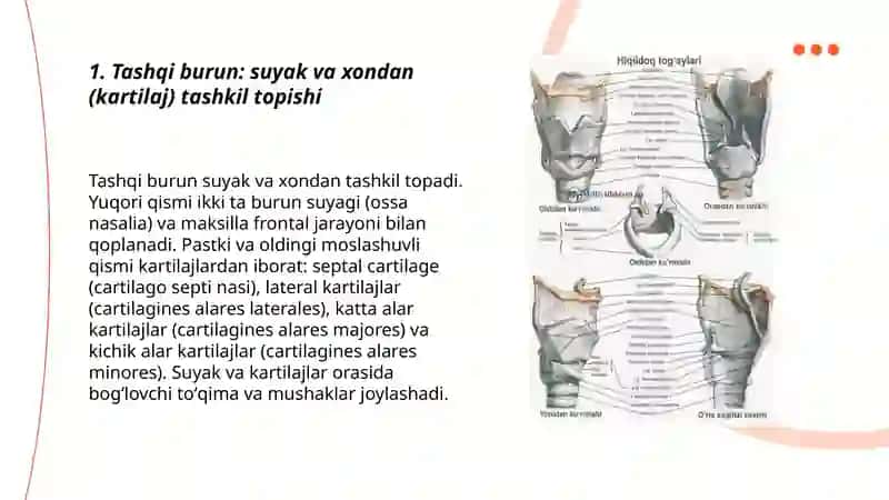 Tashqi burun 3