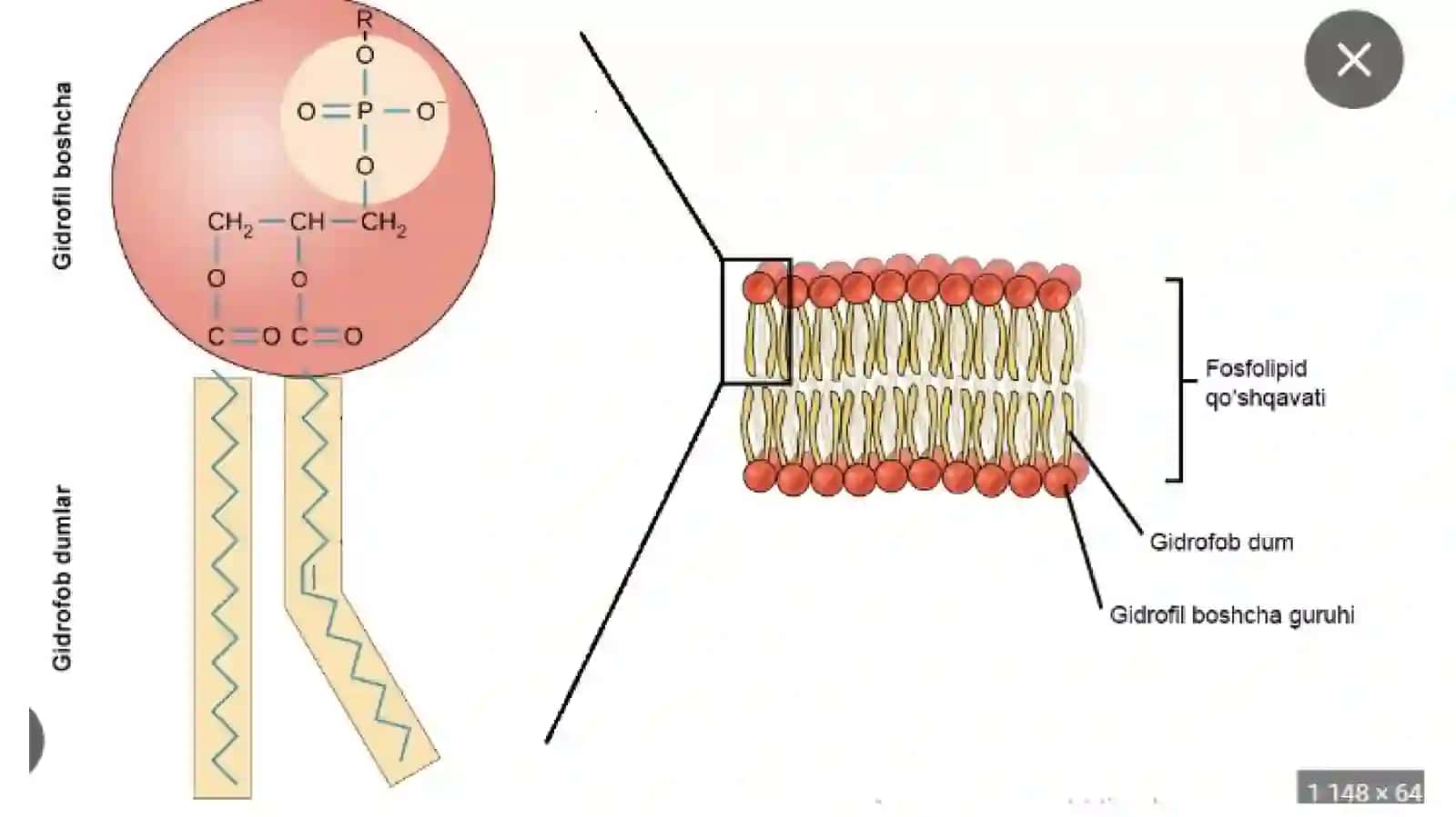 Hujayra membranasining tuzilishi 3