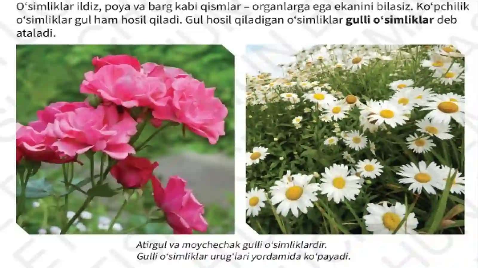 Gul haqida 3
