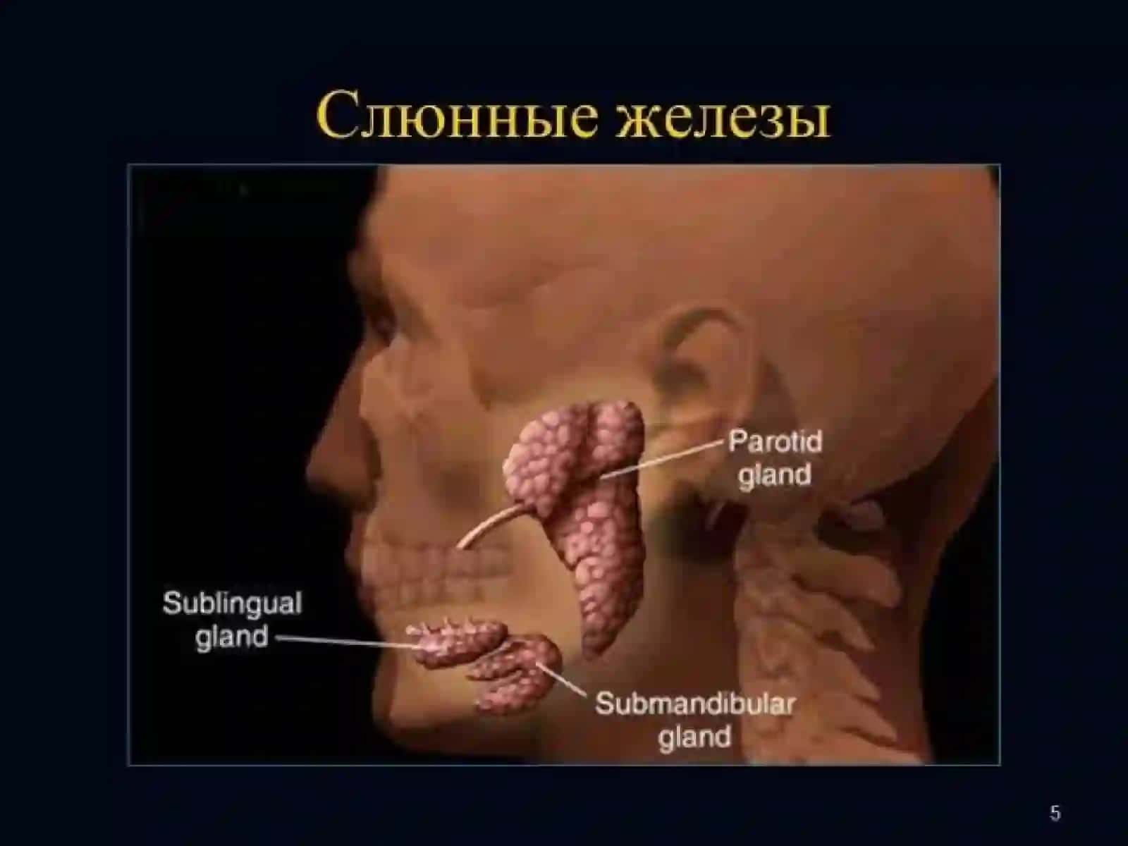 Слюнные железы 3