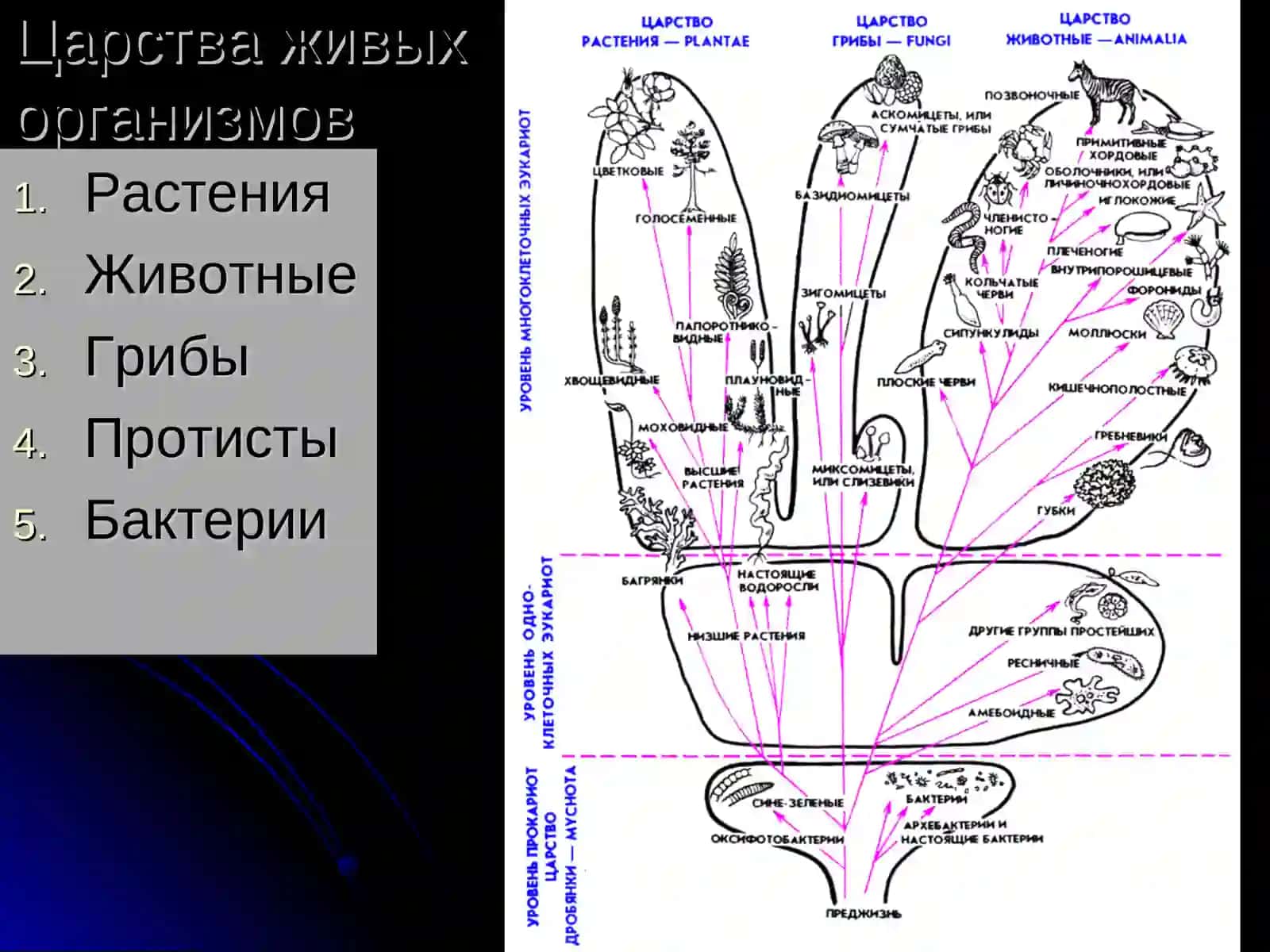 Эукариотические микроорганизмы 3
