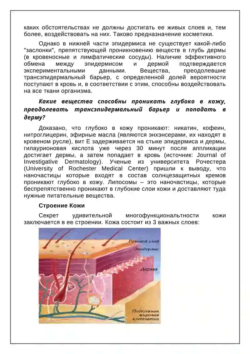 Строение и основные функции кожи человека 3
