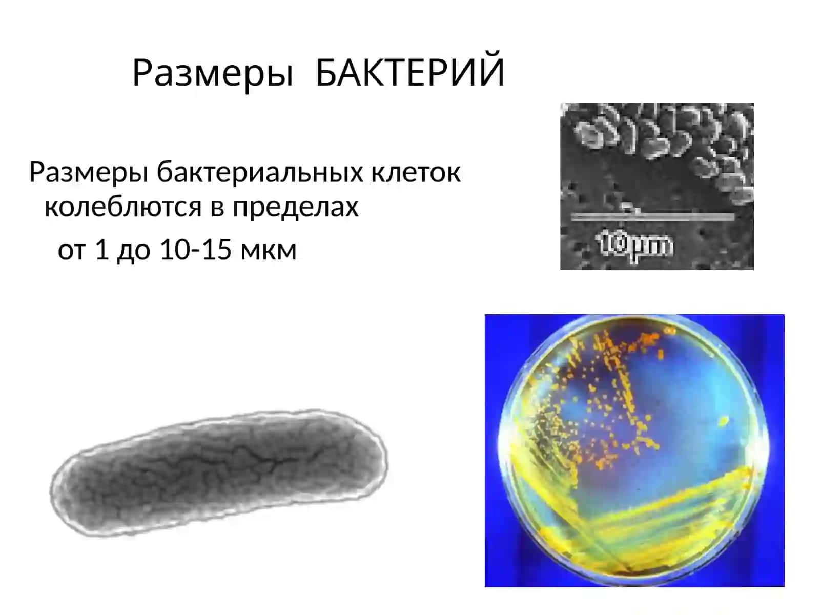 Бактерия ва Вирус 3