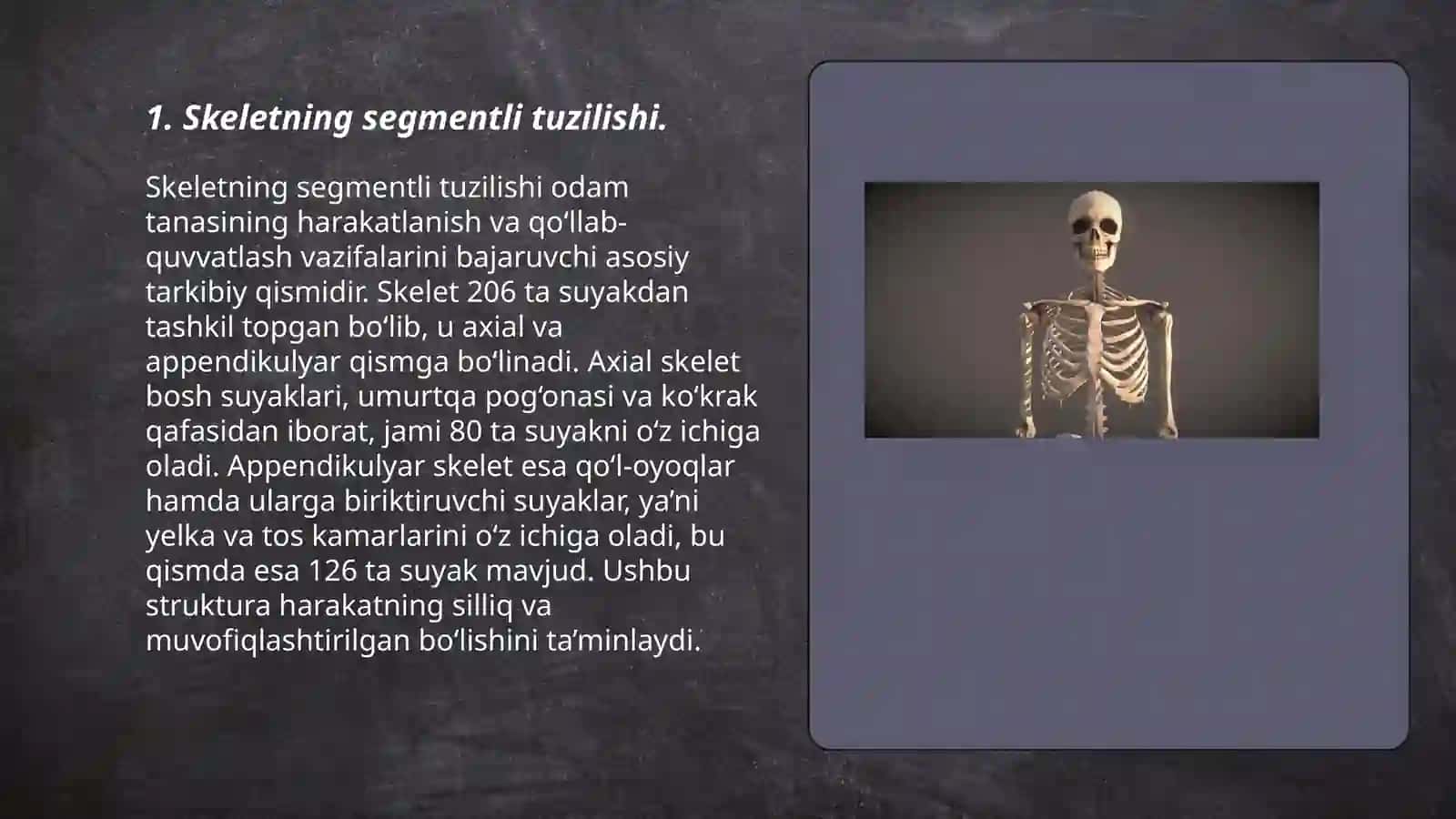 Skeletni segmentli tuzilishi 3
