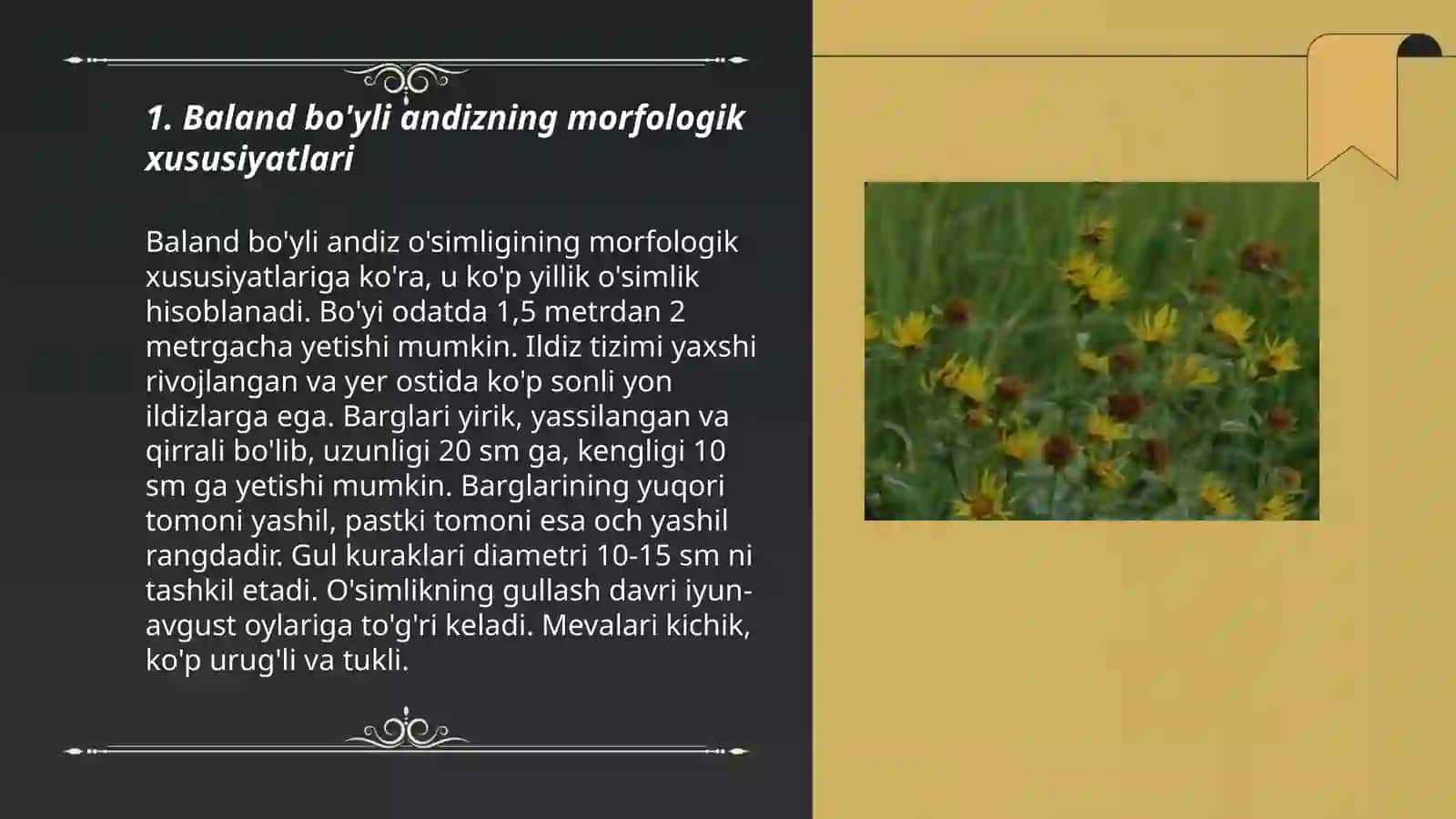 Baland bo'yli andiz (Inula helenium L.) 3