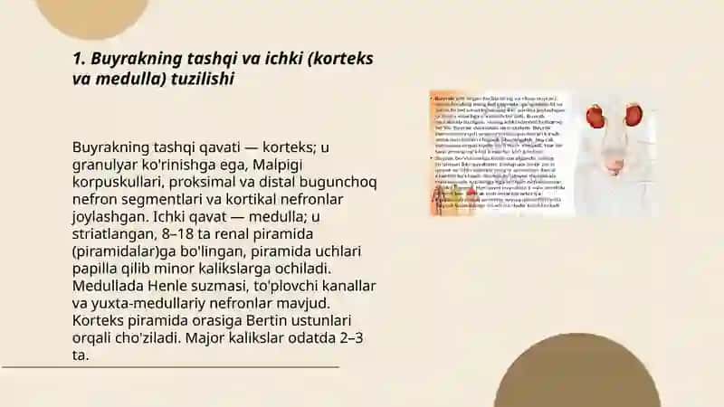 Buyrakning tashqi va ichki (korteks va medulla) tuzilishi 3