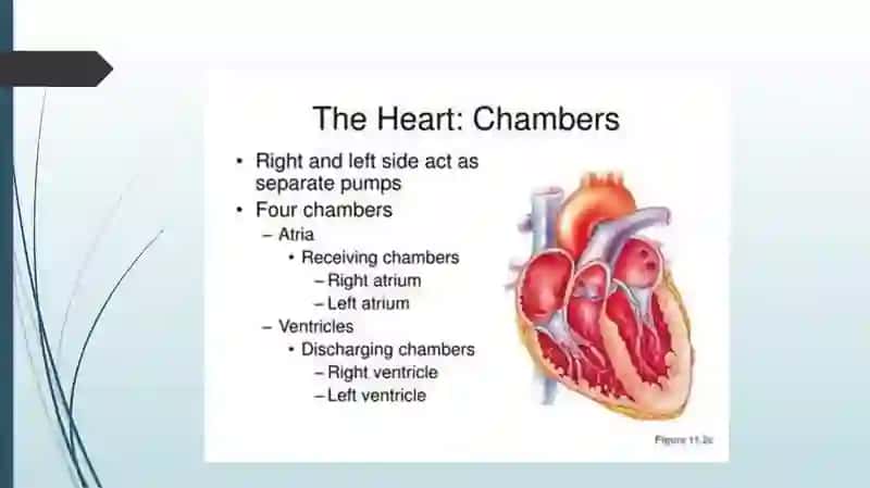 The heart and the vascular system 3