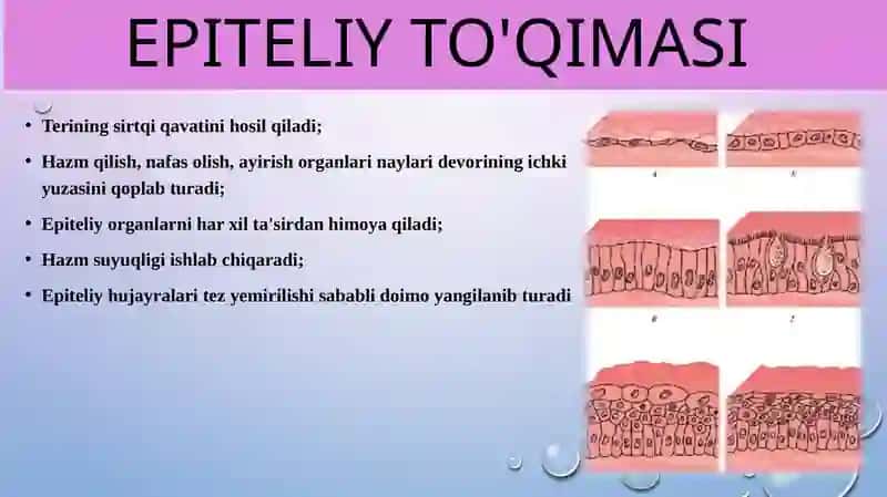 Epiteliy to'qimasi 3