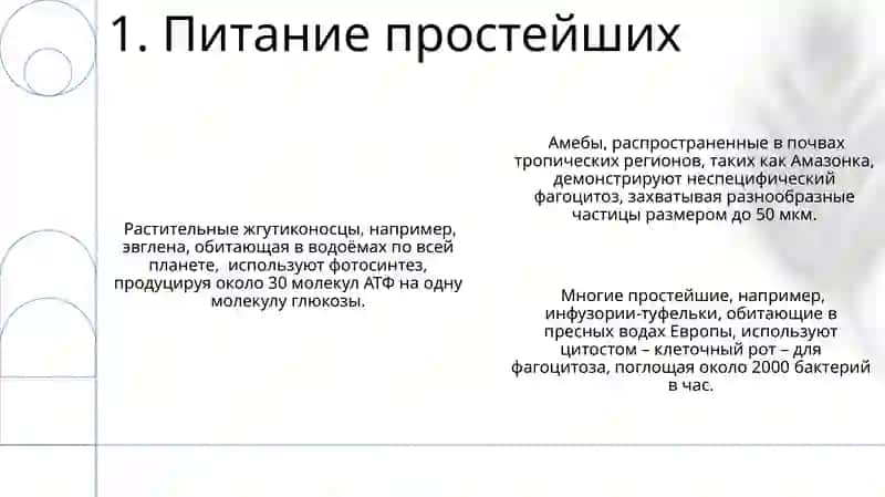 Тип Простейшие 3