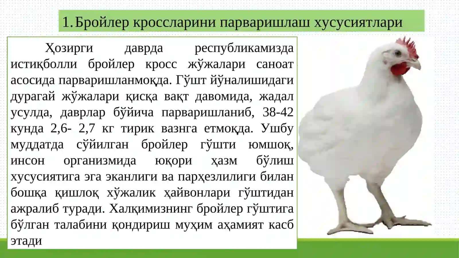 Бройлер жўжаларни ўстириш 3