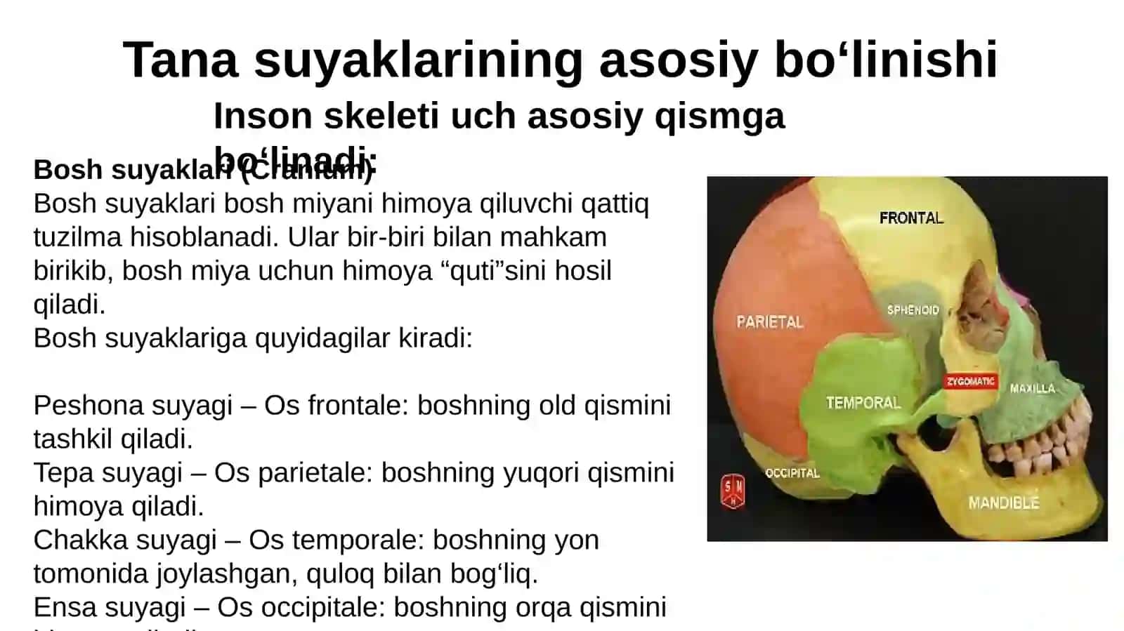 Tana Suyaklari Terminlariga Lugat Tuzish 3