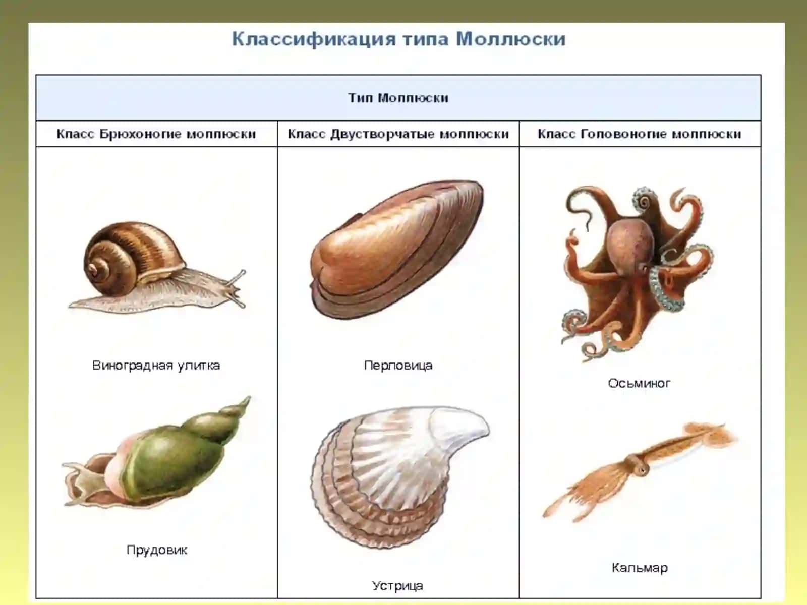 Моллюсклар 3