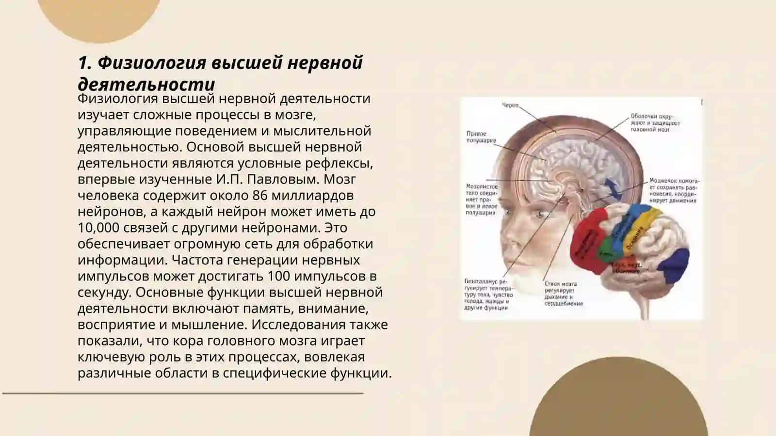 Особенности высшей нервной деятельности 3