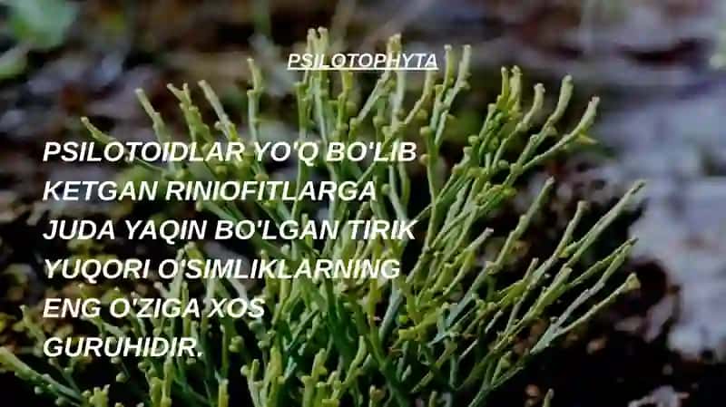 Psilofittoifa umumiy tavsifi 3