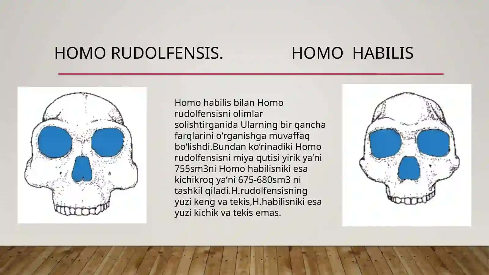HOMO RUDOLFENSIS 3