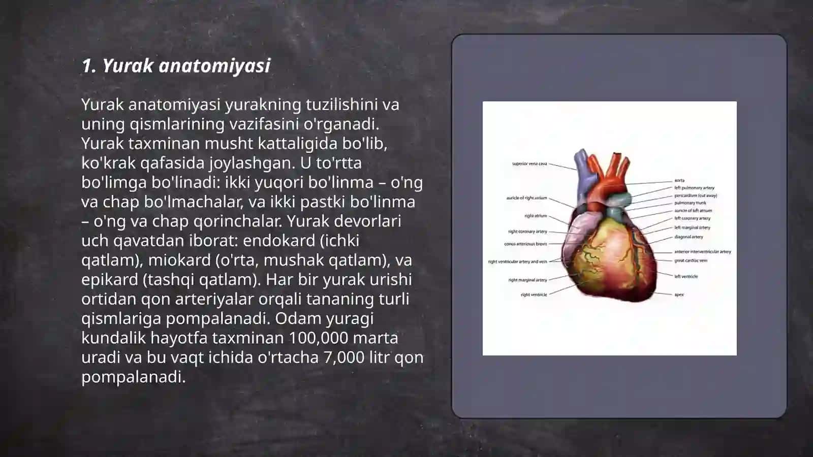 Yurak Qon Tomirlari 3