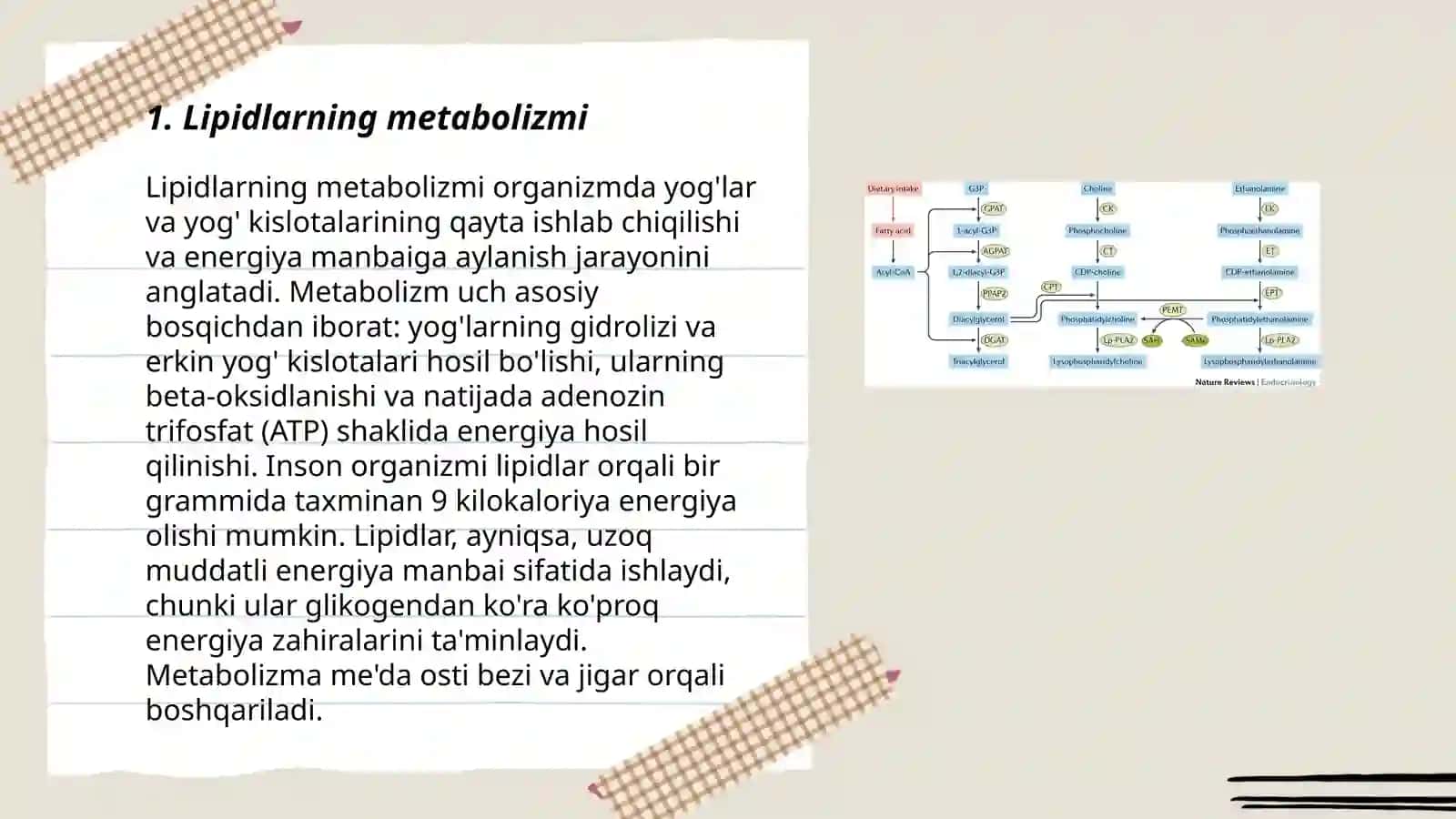 Lipidlar oraliq almashinuvining boshqarilishi 3