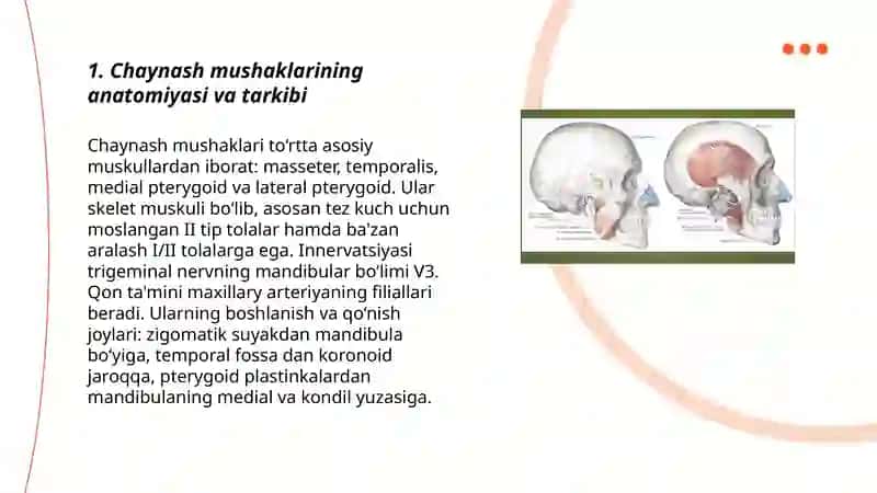 Chaynash mushaklarini ishi va kuchi 3