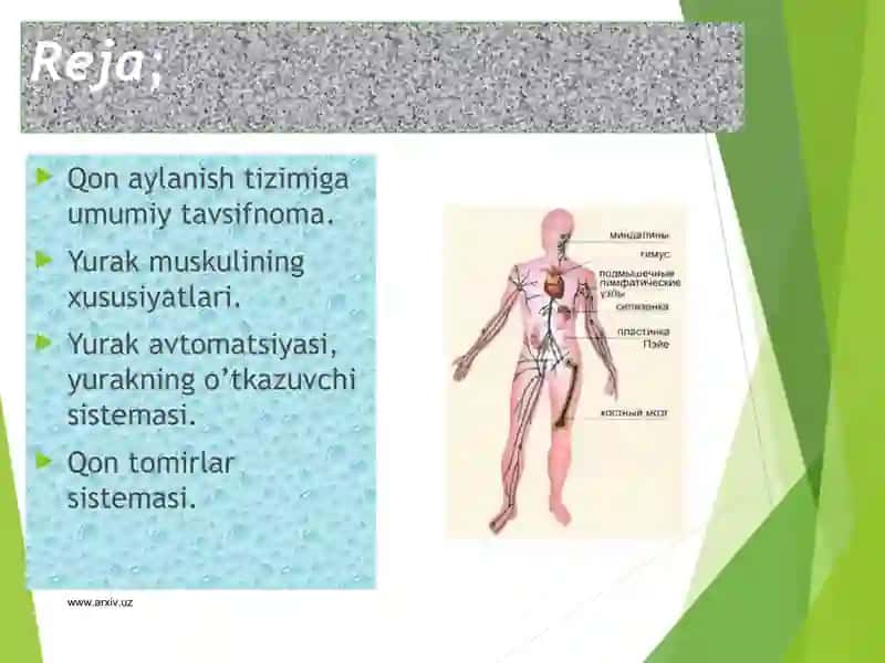 Yurak anatomyasi 3