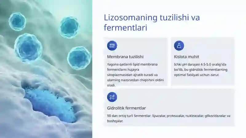 Lizosoma va Peroksisomalar 3