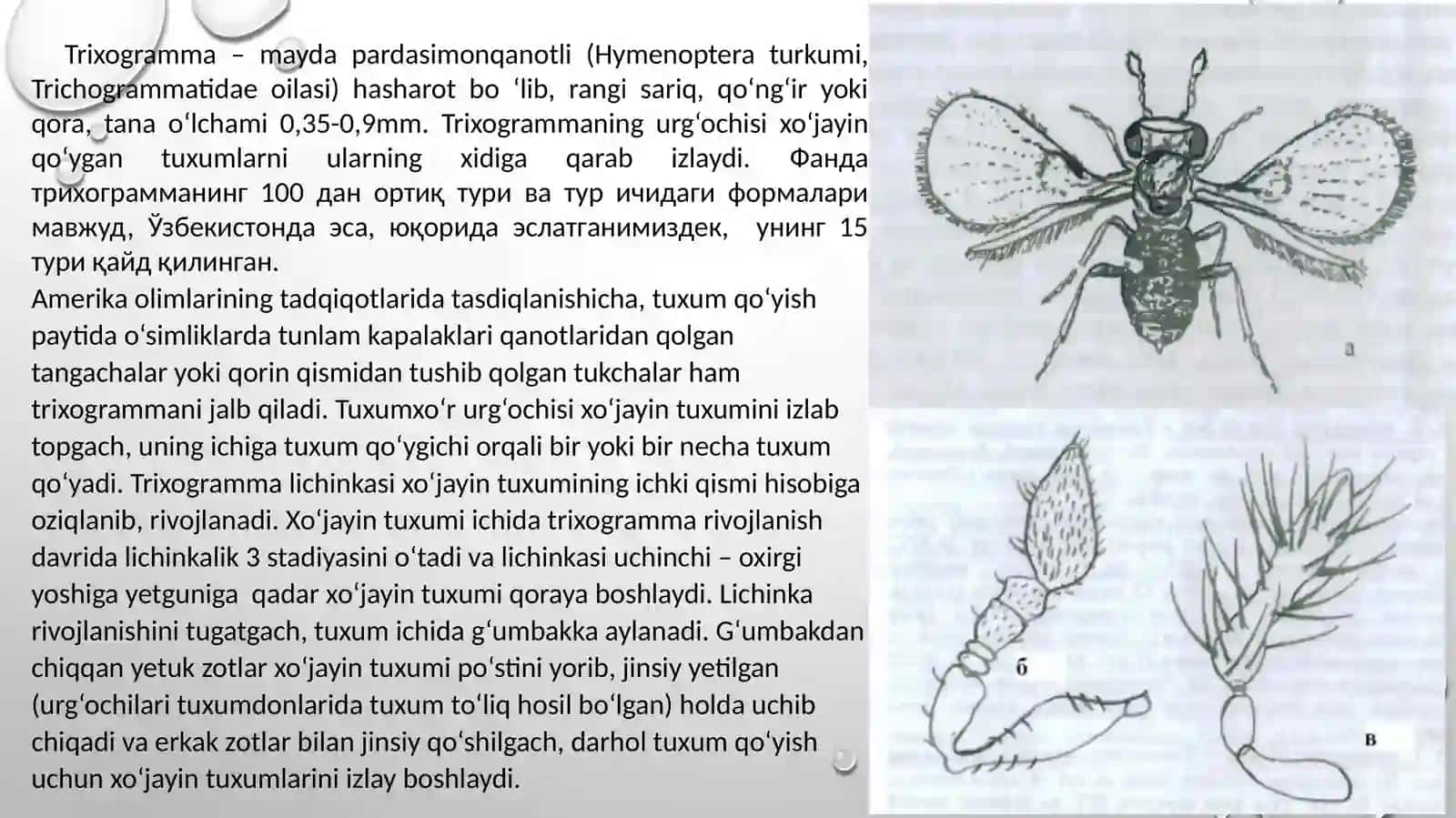 Trixogramma va brakonni ko‘paytirish va qo‘llash usuli 3
