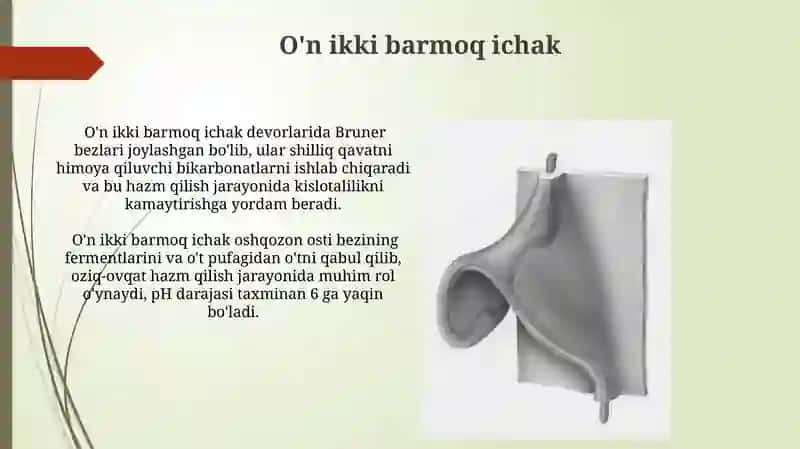 Ovqat hazm qilish anatomiyasi 3