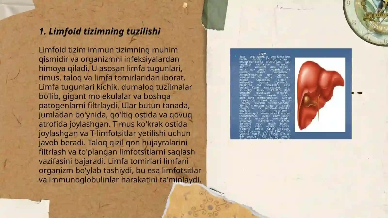 Hazm nayining limfoid tuzilmalari 3