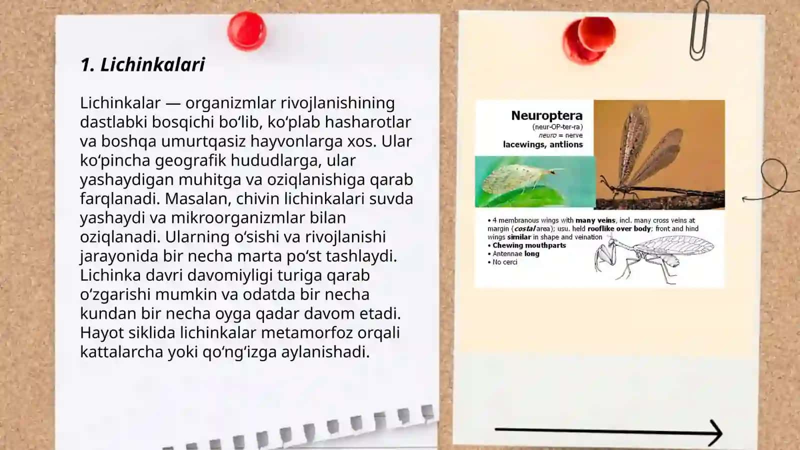To'rqanotlilar turkumi -Neuroptera 3