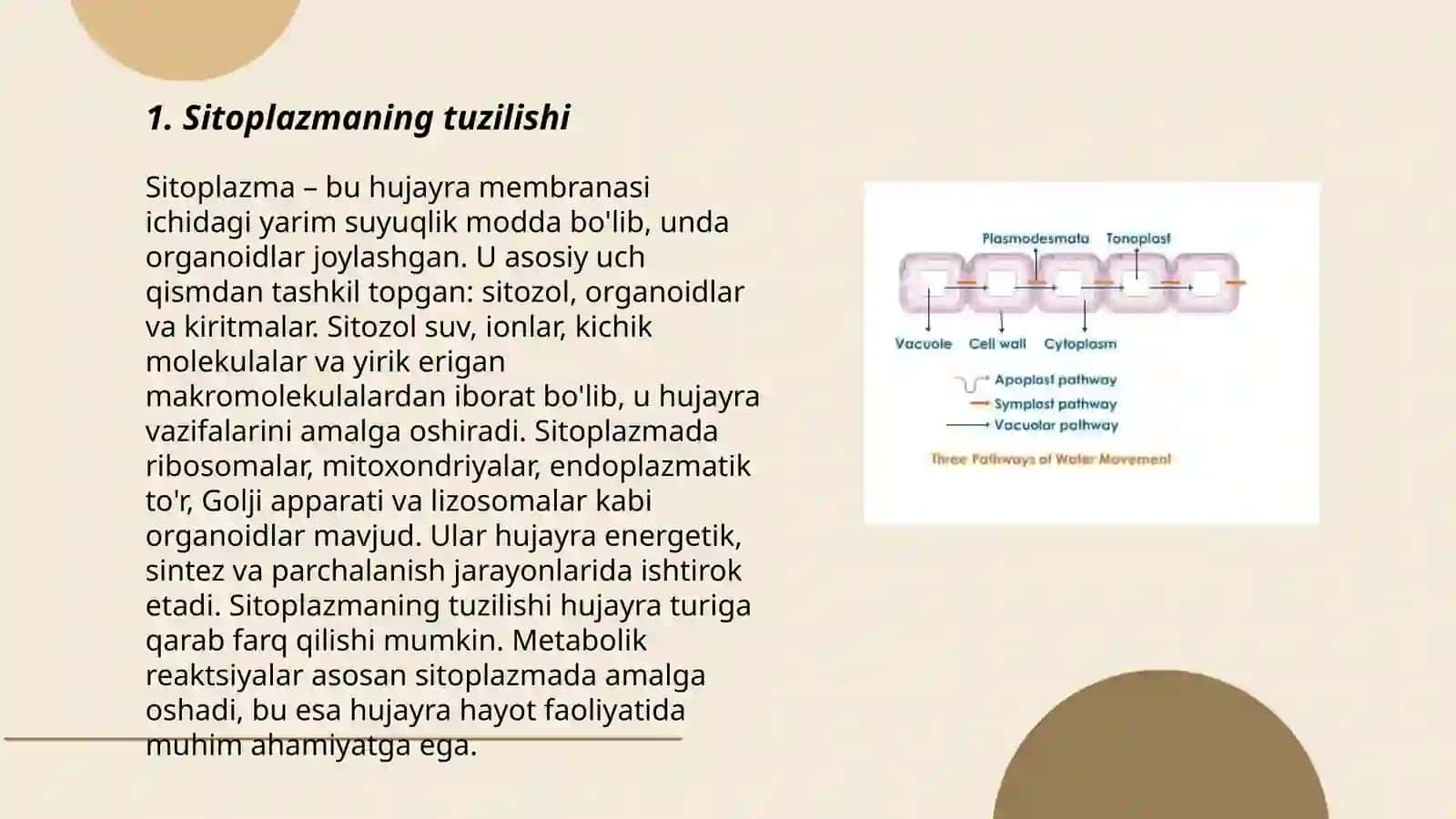 Sitoplazma va hujayraning vakuolyar tizimi 3