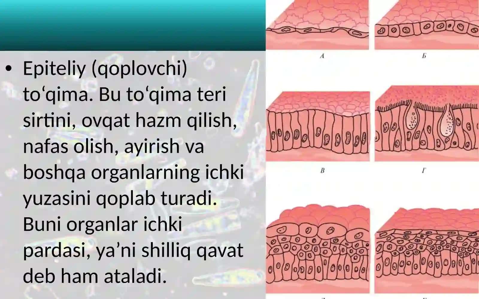 To‘qimalar, organlar va organlar sistemasi 3